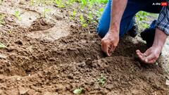 Farming: यहां बीज खरीदने पर 50 परसेंट की सब्सिडी दे रही सरकार, ऐसे ले सकते हैं लाभ