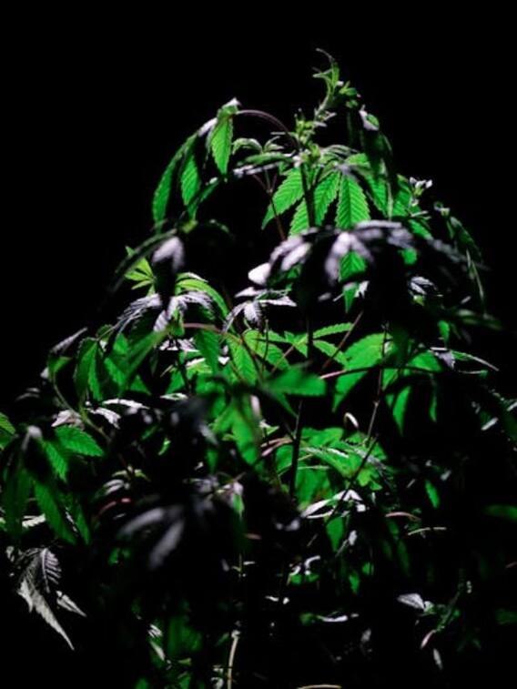 एक पेड़ पर ही होते हैं गांजा, चरस... भांग किस हिस्से में होता है?