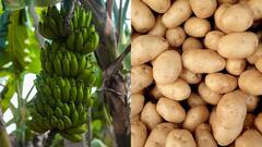 Cooking Tips : உருளைக்கிழங்கு வேகவைக்கும் போது வெடிக்காமல் இருக்க இதை செய்யுங்க!