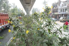 RRTS कॉरिडोर बनेगा ईको फ्रेंडली, स्टेशनों के बीच लगाए जा रहे हैं लाखों पौधे