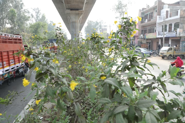 ये पौधे कॉरिडोर के नीचे सड़क के बीच के मीडियन तथा स्टेशन और डिपो आदि में लगाए जा रहे हैं इनमें से आधे पौधे आरआरटीएस कॉरिडॉर के साहिबाबाद से शताब्दी नगर (मेरठ) तक के कुल 48 किमी के खंड में वायडक्ट के नीचे बने मीडियन में लगाए जा रहे हैं. जिसका काम 95 प्रतिशत से ज्यादा पूरा किया जा चुका है. जबकि बाकी के आधे पौधों को आरआरटीएस डिपो, दुहाई में लगाया गया है. 