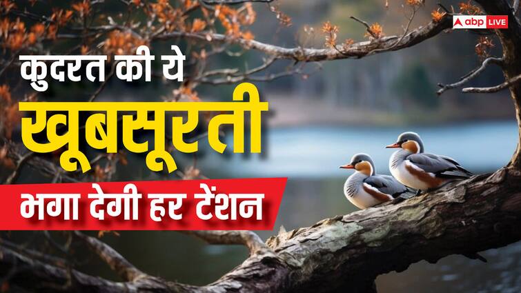 health tips bird watching benefits for mental health in hindi प्रकृति का ये खूबसूरत नज़ारा बेहतर बना सकता है मेंटल हेल्थ, रोज़ 30 मिनट करें ये काम, डिप्रेशन रहेगा दूर, टेंशन होगा छूमंतर