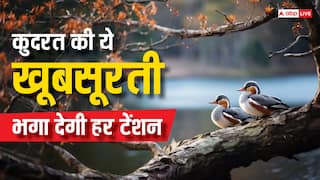 प्रकृति का ये खूबसूरत नज़ारा बेहतर बना सकता है मेंटल हेल्थ, रोज़ 30 मिनट करें ये काम, डिप्रेशन रहेगा दूर, टेंशन होगा छूमंतर