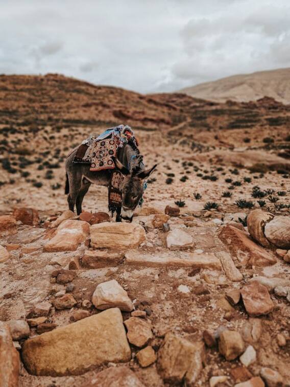 इस दवा के लिए दुनियाभर से खत्म हो रहे हैं गधे