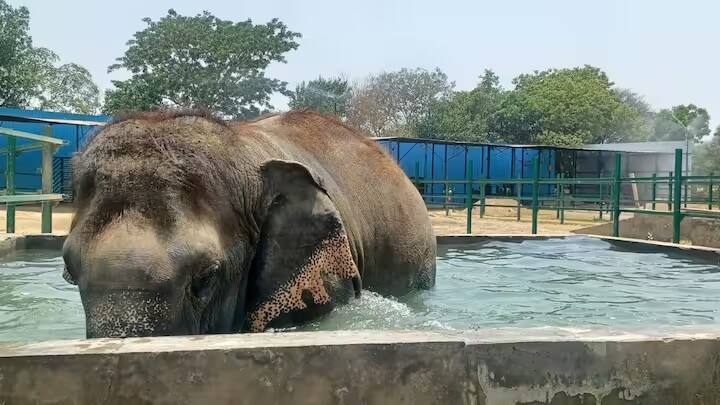 हाथियों को भीषण गर्मी से बचाने के लिए पानी से भरे तालाब बनाए गए हैं। हाथी पूल में पानी के साथ अठखेलियां करते नजर आ रहे हैं.