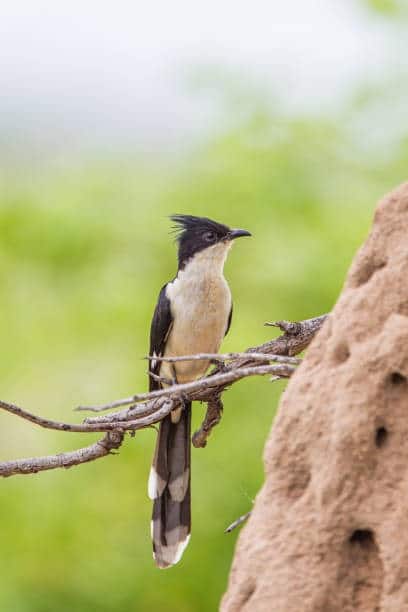 વર્ષમાં માત્ર એક જ વખત પાણી પીવે છે આ પક્ષી