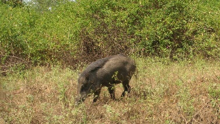 woman injured in wild boars attack at Amode in Shirpur taluka Dhule maharashtra Marathi News Dhule News : रानडुकरांच्या हल्ल्यात महिला गंभीर जखमी, शिरपूर तालुक्यातील घटना