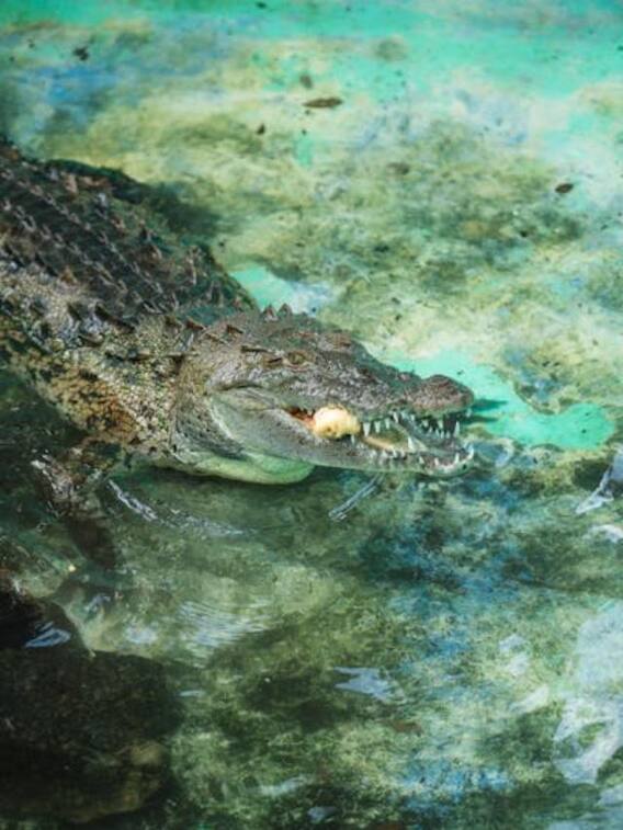 क्या मगरमच्छ कभी रोता नहीं है, क्यों है उसके आंसू फेमस?