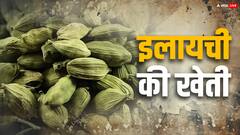 2400 रुपये किलो तक बिकती है छोटी इलायची, कैसे कर सकते हैं इसकी खेती