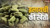 Cardamom Farming: 2400 रुपये किलो तक बिकती है छोटी इलायची, कैसे कर सकते हैं इसकी खेती
