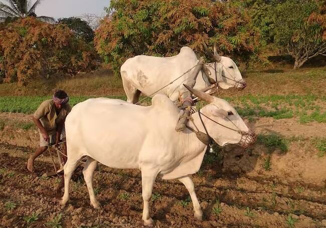 દરેક રાજ્યમાં આવા હજારો ખેડૂતો મળી આવ્યા છે, જેઓ પીએમ કિસાન યોજના માટે પાત્ર નથી. આવી સ્થિતિમાં હવે સરકાર દ્વારા તેમની પાસેથી પૈસા પાછા લેવામાં આવી રહ્યા છે.