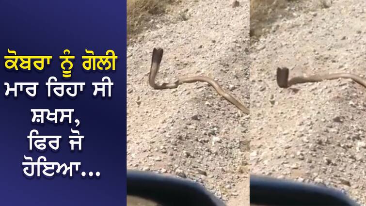 The person was shooting the cobra, Nagaraj got angry, then what happened... ਕੋਬਰਾ ਨੂੰ ਗੋਲੀ ਮਾਰ ਰਿਹਾ ਸੀ ਸ਼ਖਸ, ਨਾਗਰਾਜ ਨੂੰ ਆ ਗਿਆ ਗੁੱਸਾ, ਫਿਰ ਜੋ ਹੋਇਆ...