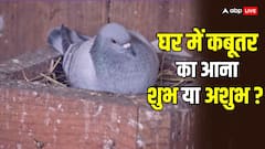 घर में कबूतरों का बसेरा, जीवन में इन अशुभ घटनाओं का हो सकता है संकेत