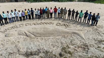 Creation of 30 feet long, 8 feet wide sea cow sand sculpture at Pudupatnam beach 30 அடி நீளம் 8 அடி அகலம் - உலக கடற்பசு தினத்தில் மணற்சிற்பத்தை செதுக்கிய புதுப்பட்டினம் மீனவர்கள்!