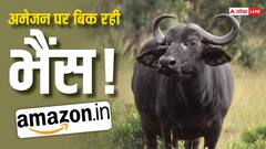 अरे ये क्या...अमेजन पर 4 हजार रुपये में बिक रही भैंस? क्यों वायरल हो रहा ये ऐड