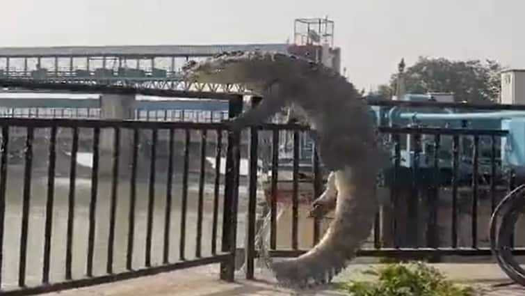 Crocodile sparks fear in Bulandshahr Ganga canal UP Vishwamitri River Massive 10-Foot Crocodile Jumps Out Of UP Canal, Tries To Climb Railing In Bulandshahr — On Cam