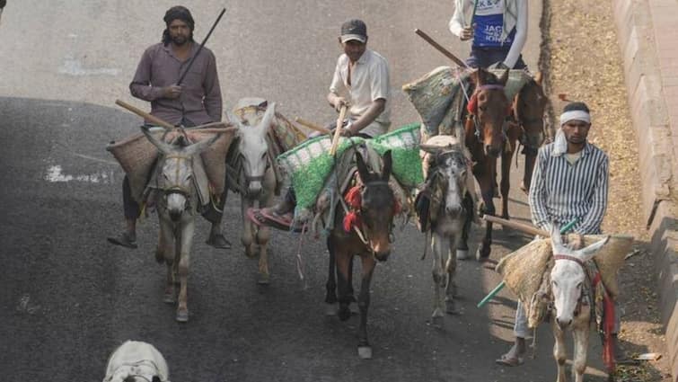 Jammu Kashmir no person shall use animal or drawing any vehicle or carrying any load heat wave weather news गधा, घोड़ा, खच्चर...इस राज्य में जानवरों से माल ढोने पर लगी रोक, भीषण गर्मी के चलते लेना पड़ा फैसला