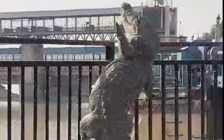 Bulandshahr ganga ghat 10 feet long crocodile came out Video Viral on Social Media Watch Bulandshahr News: नहर से निकला 10 फीट लंबा मगरमच्छ, मची अफरा-तफरी, Video वायरल