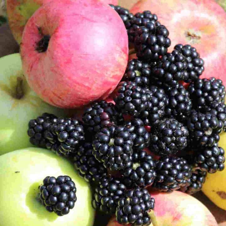 सेब और ब्लैकबेरी दोनों स्वस्थ फल हैं, लेकिन अधिक मात्रा में खाने से ये सूजन पैदा कर सकते हैं। इनमें सोर्बिटोल होता है, जिसे प्राकृतिक चीनी भी कहा जाता है। कुछ लोगों का शरीर इन्हें प्राकृतिक रूप से अवशोषित नहीं कर पाता, जिससे सूजन हो सकती है। इनसे बच्चों में डायरिया भी हो सकता है।