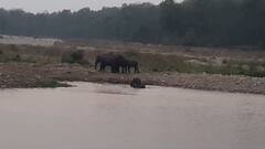 उत्तराखंड: भीषण गर्मी में प्यास बुझाने के लिए भटक रहे जंगली जानवर, प्रशासन ने दुरुस्त की व्यवस्था
