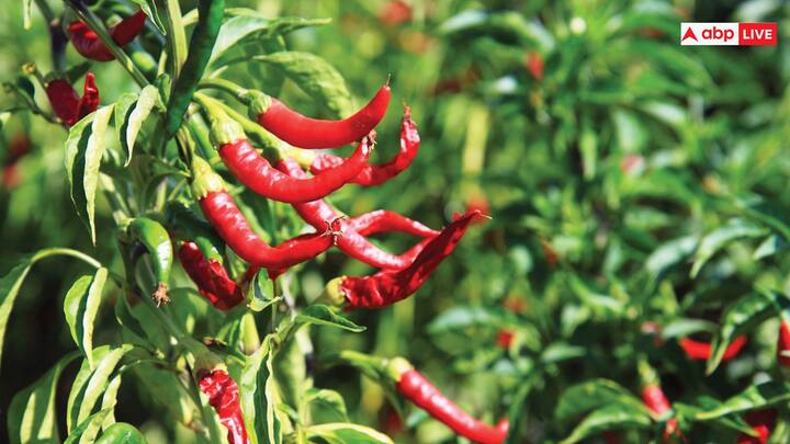 Chilli Farming: हरी मिर्च खाने के स्वाद को दोगुना कर देती है. इसलिए इसकी काफी डिमांड रहती है. अगर सही तरीके से और सही तकनीक से हरी मिर्च की खेती की जाए, तो किसान लाखों का मुनाफा कमा सकते हैं.