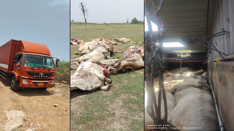 16 bulls died of suffocation in container bulls death in suryapet district Suryapet: పశువుల అక్రమ రవాణా, కంటైనర్ లో ఊపిరాడక 16 ఎద్దులు మృత్యువాత