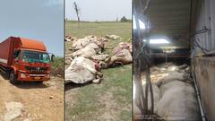 Suryapet: పశువుల అక్రమ రవాణా, కంటైనర్ లో ఊపిరాడక 16 ఎద్దులు మృత్యువాత