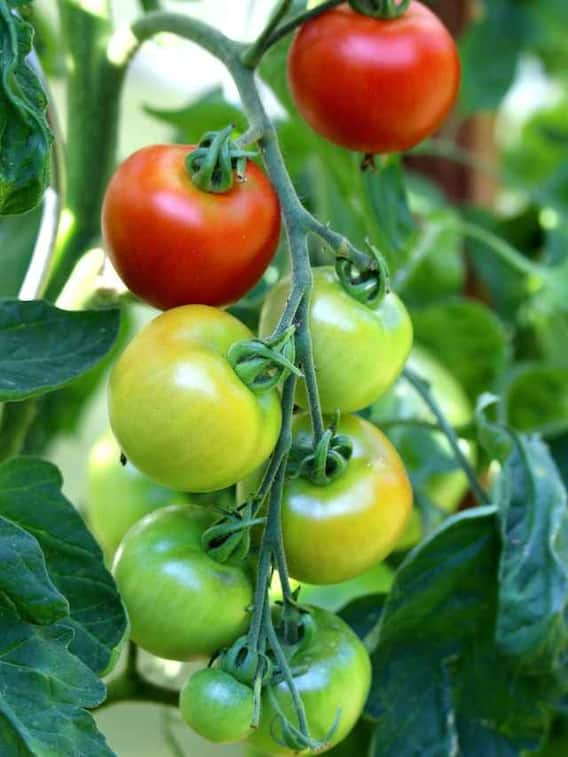 कब और कैसे करें टमाटर की खेती?
