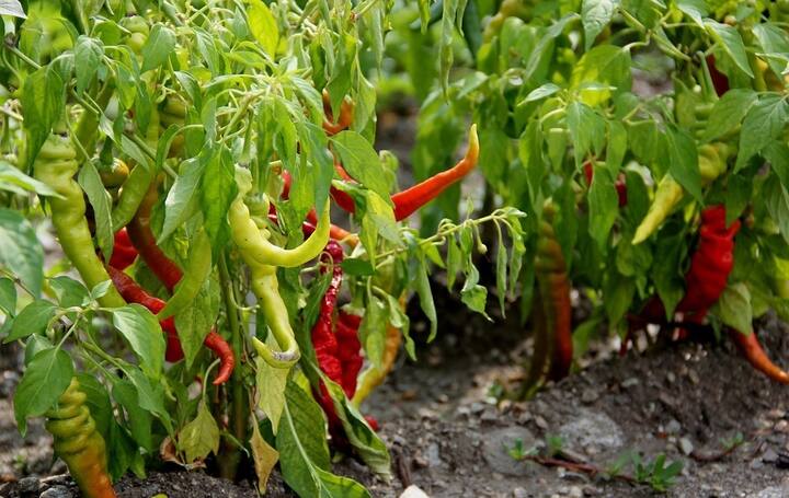 एक हेक्टेयर में किसानों को 250 से 300 क्विंटल मिर्च का उत्पादन हो सकता है.