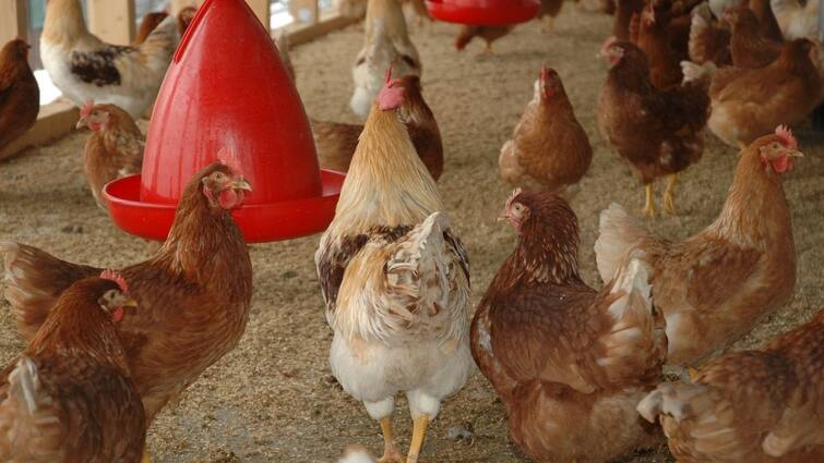 More than 4 million chickens to be slaughtered in USA Chicken Slaughtering: 40 లక్షల కోళ్లను ఒకేసారి చంపనున్న రైతులు, కారణమిదే
