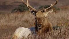 पाण्यासाठी वन वन भटकणाऱ्या हरणांना वाहनांच्या धडका, महिन्यात 7 हरणांचा मृत्यू