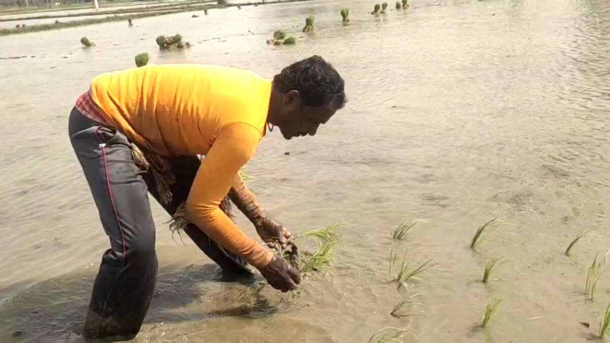 விவசாயத்திற்கு ஆட்கள் பற்றாக்குறையா? -  “நாங்க இருக்கோம்”... வயல்வெளியில் ஒலிக்கும் இந்தி பாடல்கள் - உற்சாகத்தில் விவசாயிகள்...!