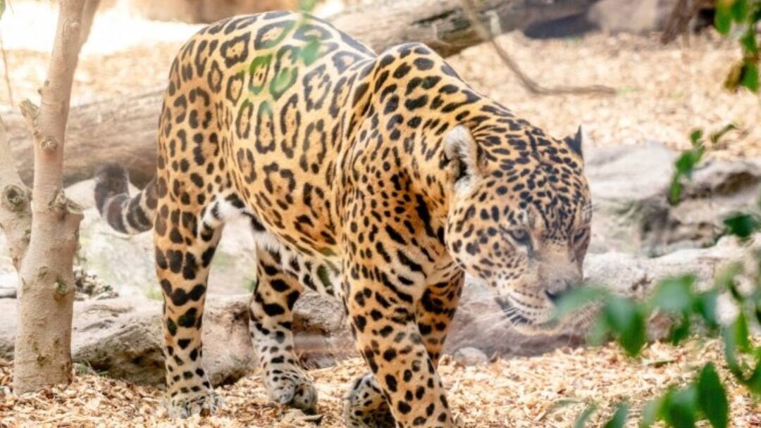 Bhilwara News: भीलवाड़ा में पैंथर ने बरपाया कहर, 12 साल के बच्चे सहित तीन लोगों पर किया हमला Panther attacked three people including 12 year old child in in Bhilwara ann Bhilwara News: भीलवाड़ा में पैंथर ने बरपाया कहर, 12 साल के बच्चे सहित तीन लोगों पर किया हमला