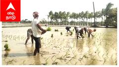 விவசாயத்திற்கு ஆட்கள் பற்றாக்குறையா? -  “நாங்க இருக்கோம்”... வயல்வெளியில் ஒலிக்கும் இந்தி பாடல்கள் - உற்சாகத்தில் விவசாயிகள்...!