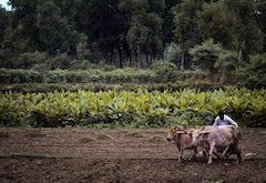 Agriculture: किसानों के खाते में आने वाले हैं दो हजार रुपये, तुरंत ऐसे करवाएं अपना ई-केवाईसी