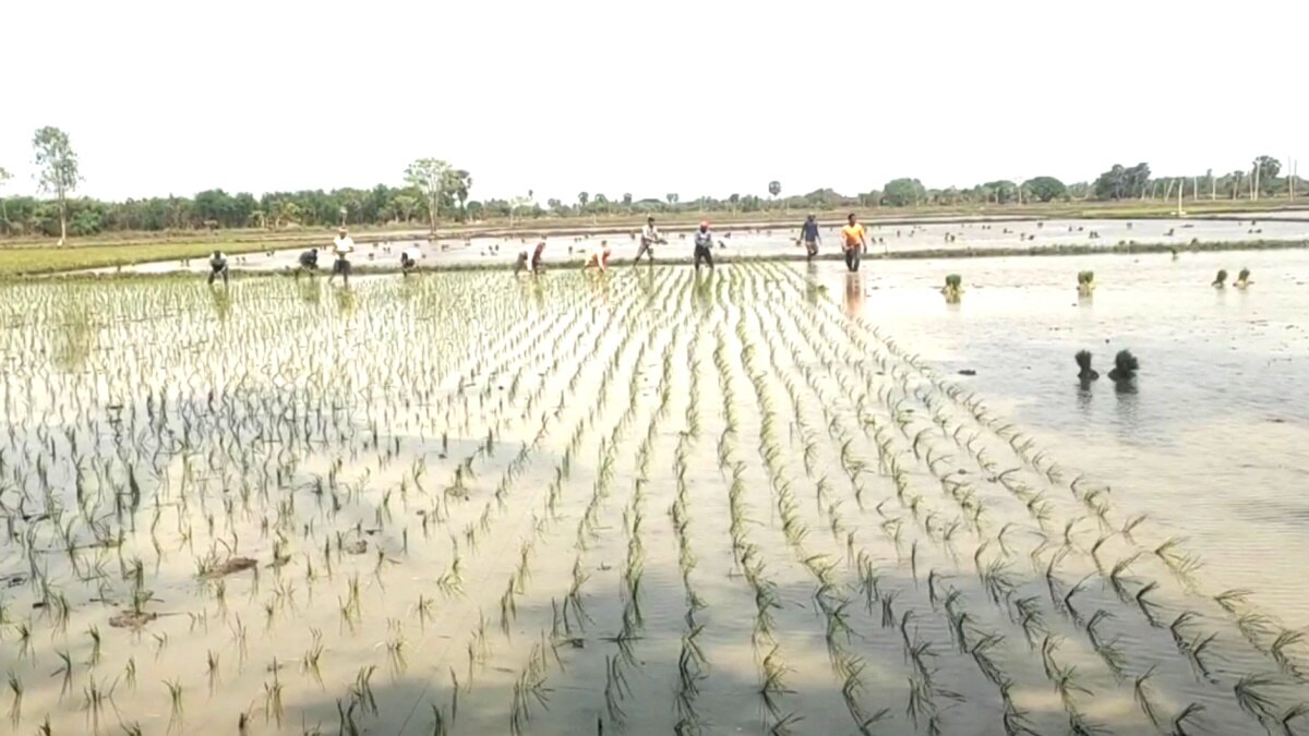 விவசாயத்திற்கு ஆட்கள் பற்றாக்குறையா? -  “நாங்க இருக்கோம்”... வயல்வெளியில் ஒலிக்கும் இந்தி பாடல்கள் - உற்சாகத்தில் விவசாயிகள்...!