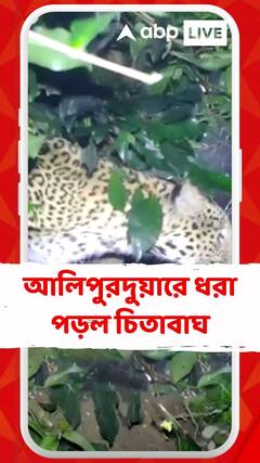 আলিপুরদুয়ারে ধরা পড়ল চিতাবাঘ