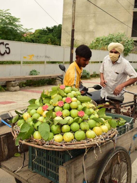 भारत के इस राज्य में होती है अमरूद की सबसे ज्यादा खेती