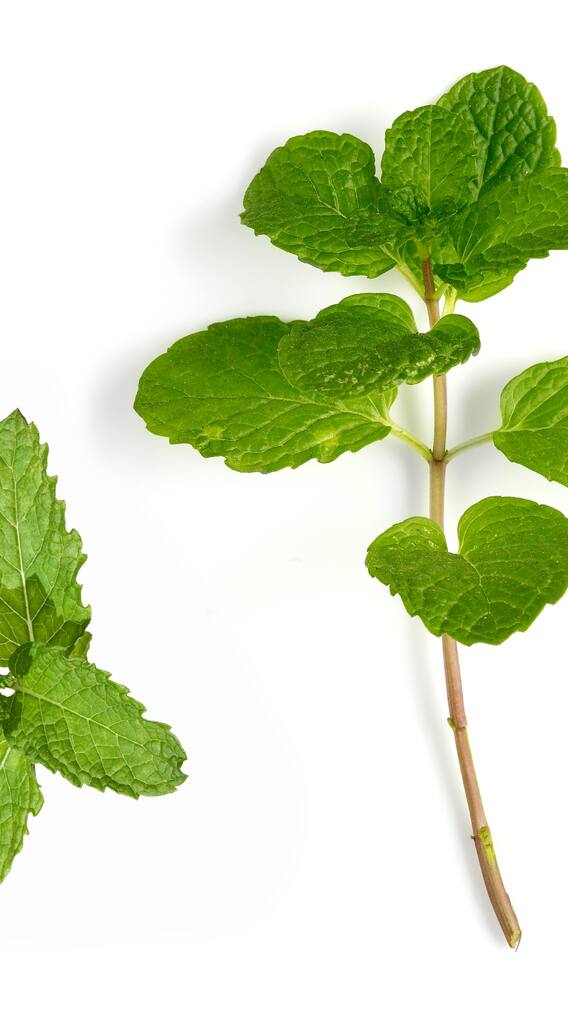 Essential Health Benefits Of Mint You Need To Know