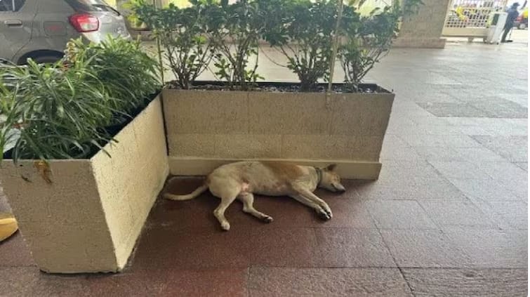 dogs have free entry in mumbai hotel taj ratan tata has special connection to it ਕੁੱਤਿਆਂ ਲਈ ਹਮੇਸ਼ਾ ਖੁੱਲ੍ਹੇ ਨੇ ਇਸ ਆਲੀਸ਼ਾਨ ਹੋਟਲ ਦੇ ਦਰਵਾਜ਼ੇ, ਰਤਨ ਟਾਟਾ ਦਾ ਆਦੇਸ਼, ਜਾਣੋ ਕੀ ਹੈ ਵਜ੍ਹਾ