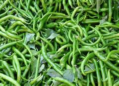 Chilli Farming: ਮਿਰਚ ਦੀ ਖੇਤੀ ਤੋਂ ਕਿਸਾਨ ਕਮਾ ਸਕਦੇ ਨੇ ਲੱਖਾਂ, ਜਾਣੋ ਖੇਤੀ ਨਾਲ ਜੁੜੀ ਹਰ ਜਾਣਕਾਰੀ