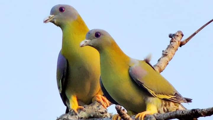 बता दें कि हरियल का वैज्ञानिक नाम Treron Phoenicoptera है. भारत के अलावा हरियल पक्षी पाकिस्तान, नेपाल, श्रीलंका, बर्मा, चीन आदि देशो में भी पाए जाते हैं. जानकारी के मुताबिक ये पक्षी बहुत ज्यादा शर्मीला होता है. इसी कारण ये इंसानों से दूर ही रहना पसंद करता है. लोगों के आते ही यह बिल्कुल शांत हो जाते हैं और खुद को पत्तों में छुपा लेते हैं.