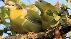 ये है दुनिया का वो पक्षी, जो हवा में ही खाता है, वहां ही सोता है, साल में एक बार जमीन पर आता है!