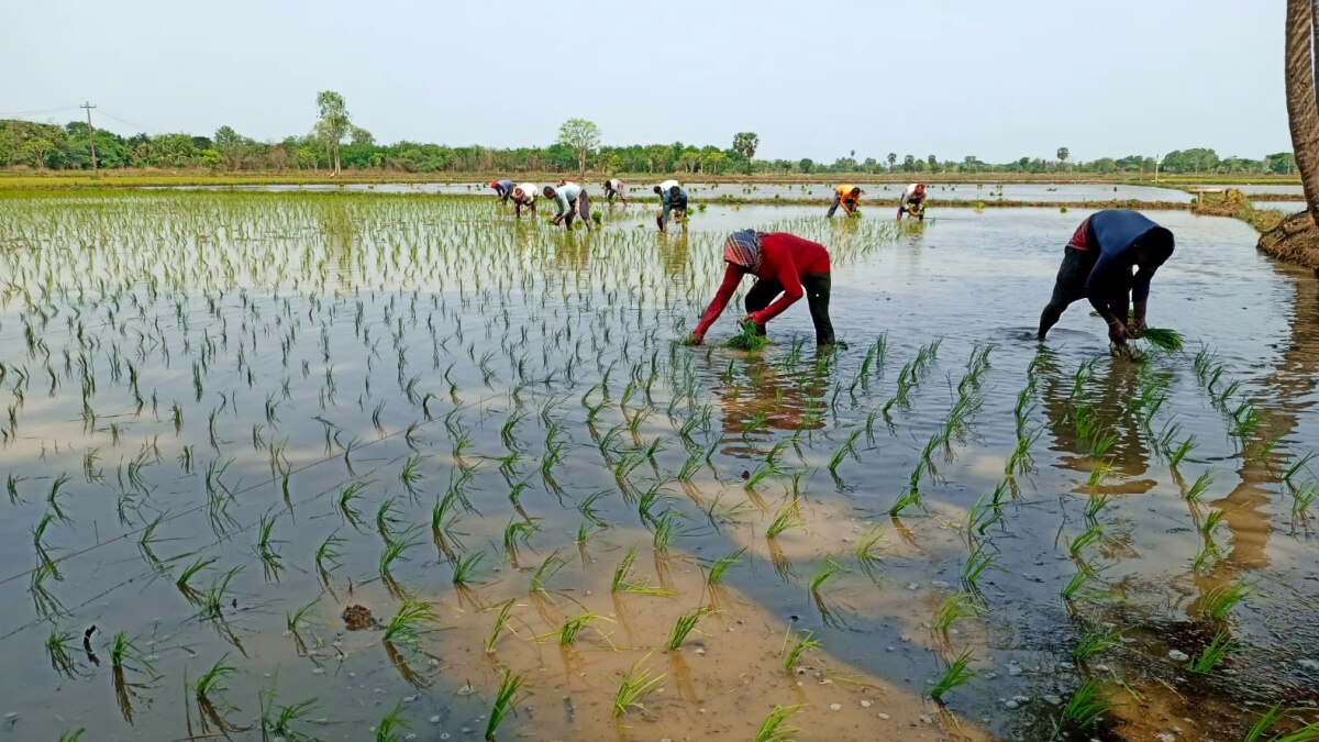 விவசாயத்திற்கு ஆட்கள் பற்றாக்குறையா? -  “நாங்க இருக்கோம்”... வயல்வெளியில் ஒலிக்கும் இந்தி பாடல்கள் - உற்சாகத்தில் விவசாயிகள்...!