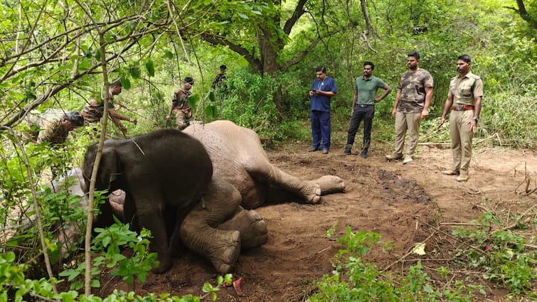 Coimbatore news forest department is treating the mother wild elephant who is suffering from health problems - TNN உடல் நலம் பாதிக்கப்பட்ட தாய் யானை; தொடர்ந்து பிளிறி உதவி கேட்ட குட்டி யானை