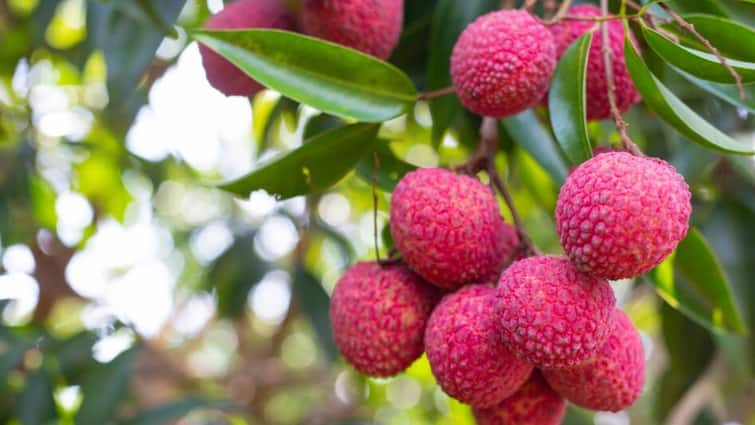 lychee fruit might have the potential to lower blood sugar can diabetic patients eat litchi एक साथ कितनी लीची खा सकते हैं, क्या डायबिटीज में लीची खाने से शुगर लेवल बढ़ तो नहीं जाएगा?