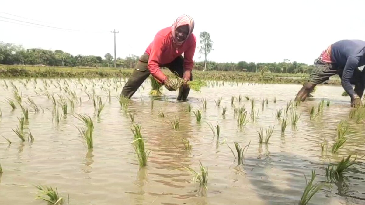 விவசாயத்திற்கு ஆட்கள் பற்றாக்குறையா? -  “நாங்க இருக்கோம்”... வயல்வெளியில் ஒலிக்கும் இந்தி பாடல்கள் - உற்சாகத்தில் விவசாயிகள்...!