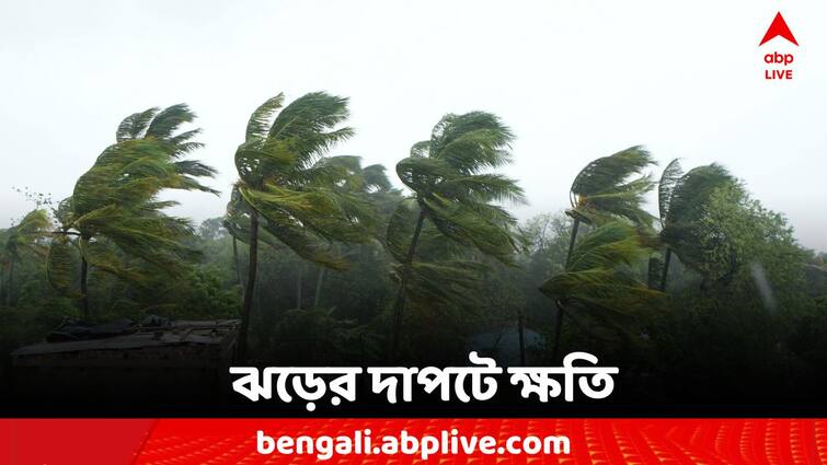 Weather Update Jalpaiguri Coochbehar North Bengal Storm Effect 30 may west bengal Weather Update: উপড়ে পড়েছে গাছ, অবিরাম বৃষ্টি, ঝড়ের তাণ্ডবে তছনছ উত্তরবঙ্গ