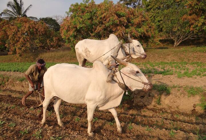 e KYC के लिए आप इसकी आधिकारिक वेबसाइट pmkisan.gov.in पर जा सकते हैं.