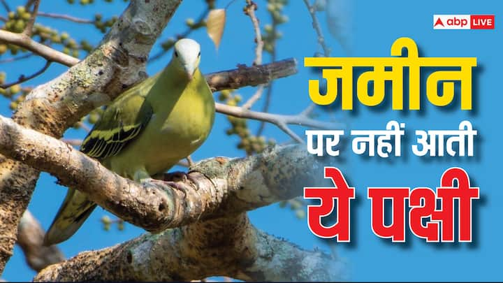 दुनिया में लाखों प्रजाति के जानवर मौजूद हैं. सभी जानवरों का स्वभाव और उनकी खासियत अलग-अलग होती है. जिस कारण उन्हें पसंद किया जाता है. लेकिन एक ऐसा पक्षी भी है, जो कभी जमीन पर नहीं आता है.